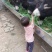 育肥驴500斤以上