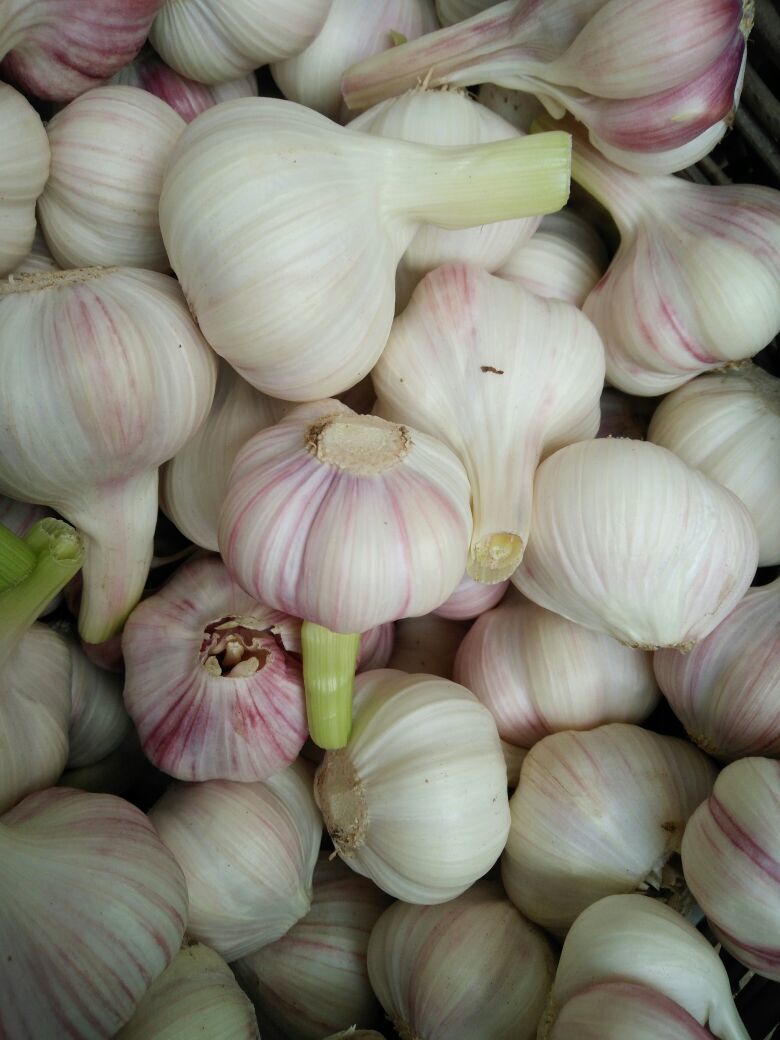 大蒜河南郑州市中牟县_批发_供应-一亩田农业