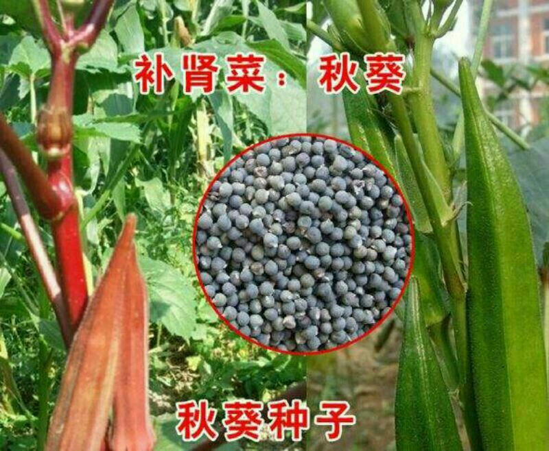 黄秋葵种子98%以上