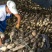 莲藕37357~9厘米10~15厘米以上