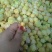 甜菇茑5~10mm