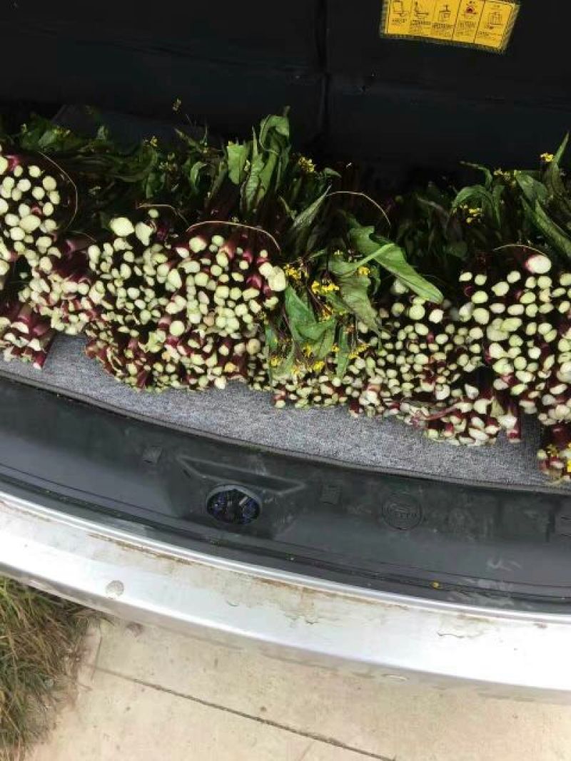 菜苔15~20厘米