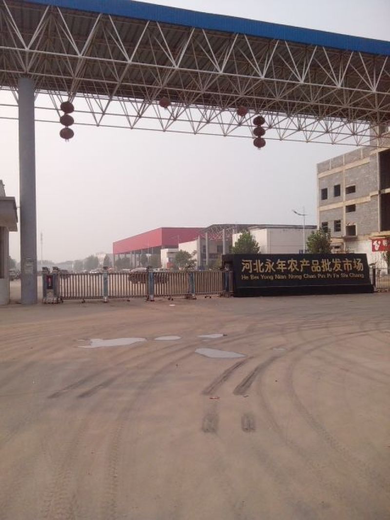 大葱20~25cm毛葱2cm左右