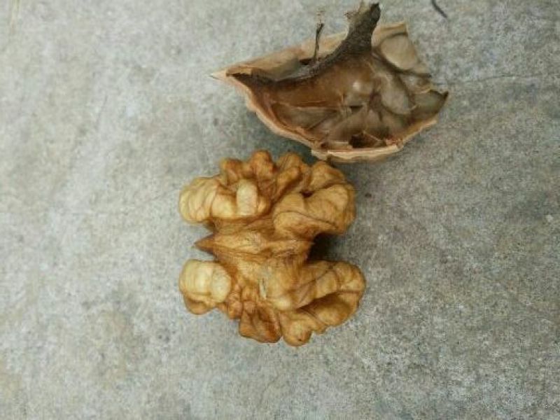 薄皮核桃30mm以上去皮