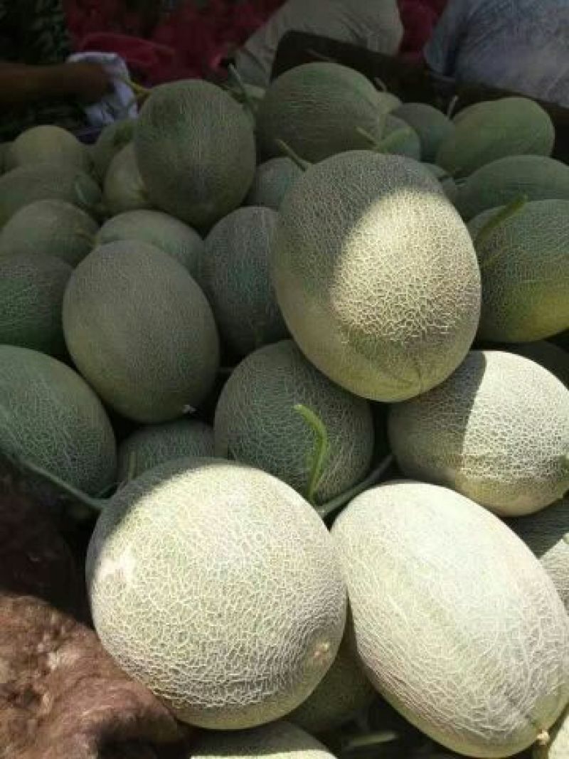 西州蜜瓜5斤以上长圆形