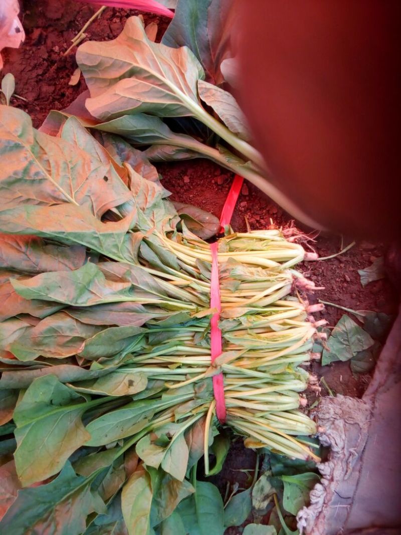 秋菠菜25~30厘米