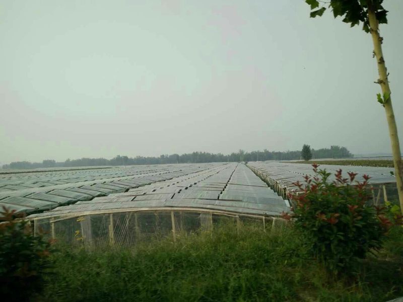 密刺黄瓜鲜花带刺18~22公分
