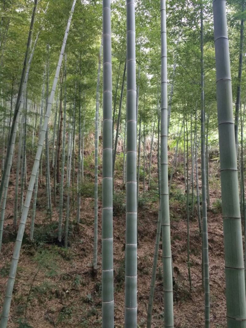 竹子11~12m