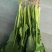 大叶菠菜30~35厘米