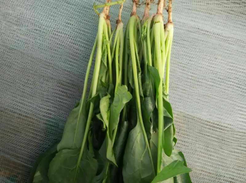 大叶菠菜30~35厘米