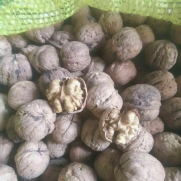 纸皮核桃去皮干