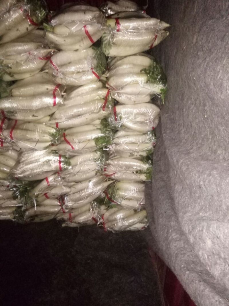 白萝卜2~2.5斤起