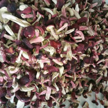红菇0.1%1%一级5~8cm