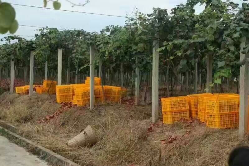 正宗苍溪红心猕猴桃原产地直发代办！量大从优！质量保证！