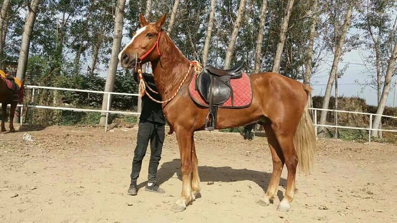 伊犁马300~400kg