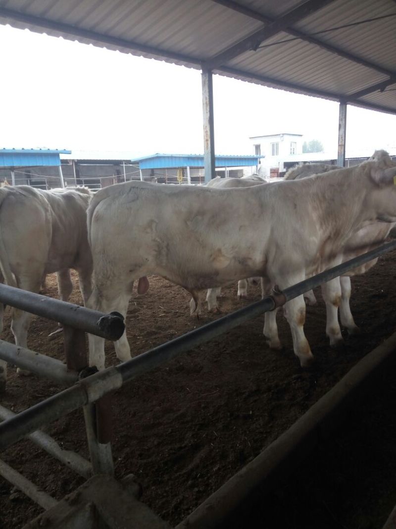 育肥牛犊100~200kg，支持视频看货，专业养殖