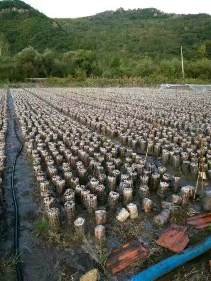 秋耳二级