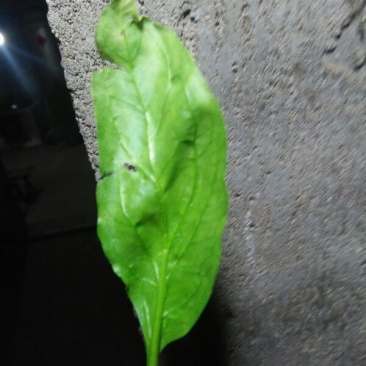 秋菠菜15~20厘米