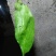 秋菠菜15~20厘米