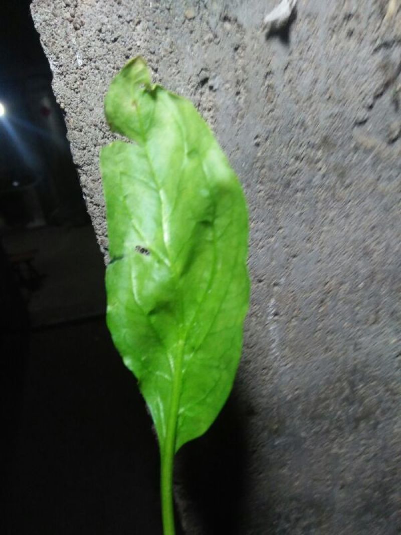 秋菠菜15~20厘米