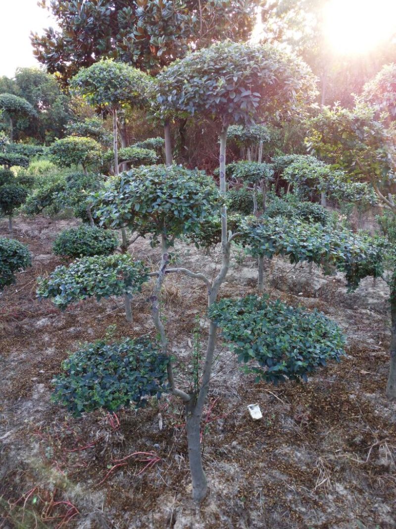 景观造型树，河南省潢川宏昌苗圃直销各种规格造型优美景观树