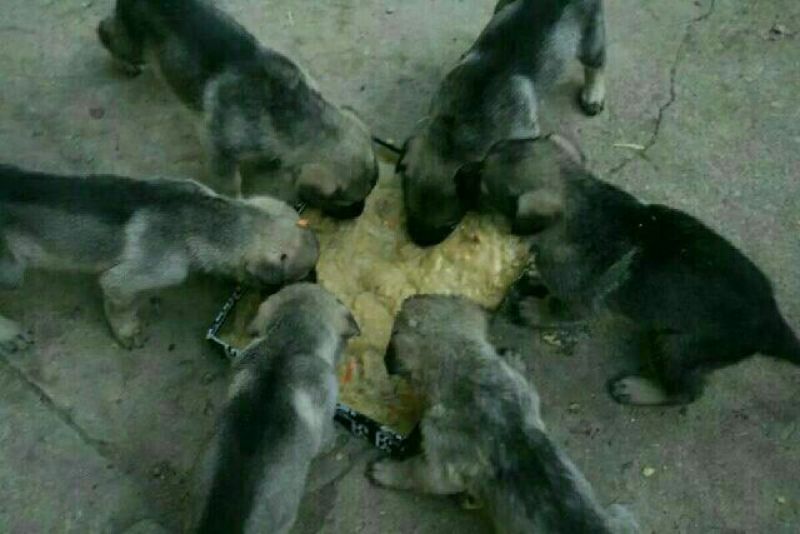 狼青犬母