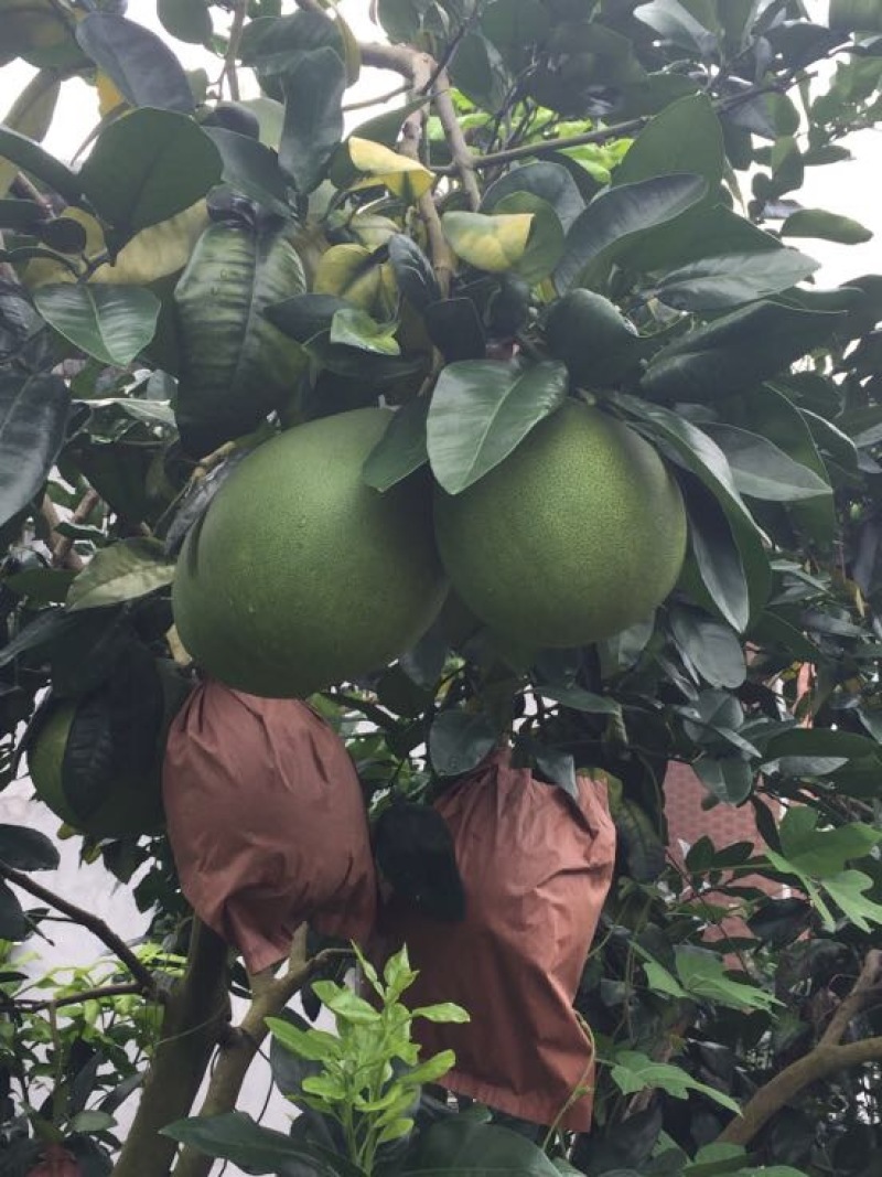 梅州蜜柚