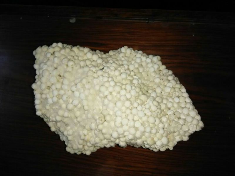 鸡头米整粒