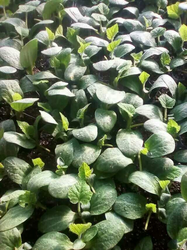 甜瓜河南周口扶沟县_批发_供应-一亩田农业网