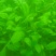菠菜15~20厘米