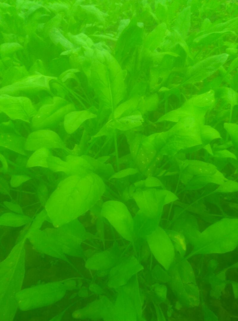 菠菜15~20厘米