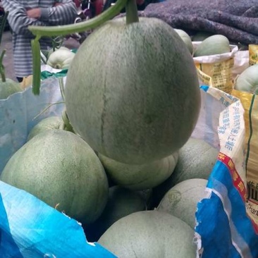 菜瓜