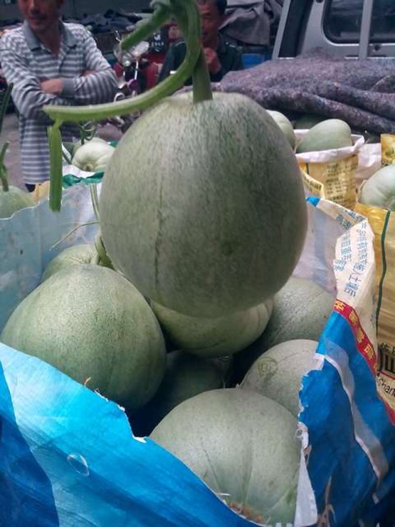 菜瓜