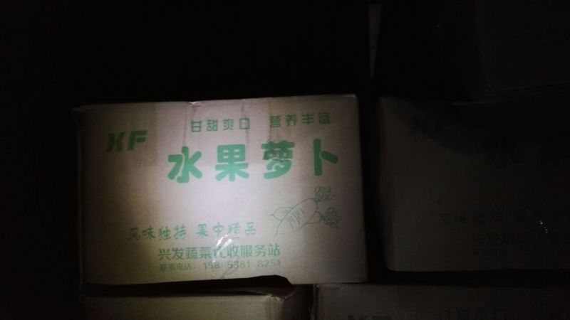 山东平阴精品萝卜青萝卜水果萝卜一手货源