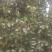 库尔勒香梨100~150g55mm以上母