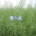 油菜籽1