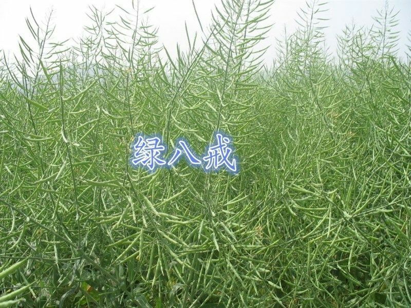 油菜籽1