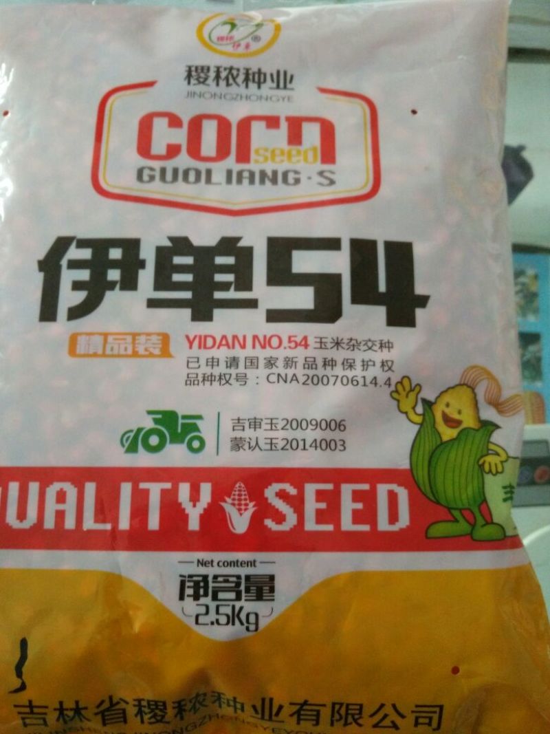 玉米种子
