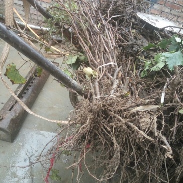 葡萄苗3年110~150cm
