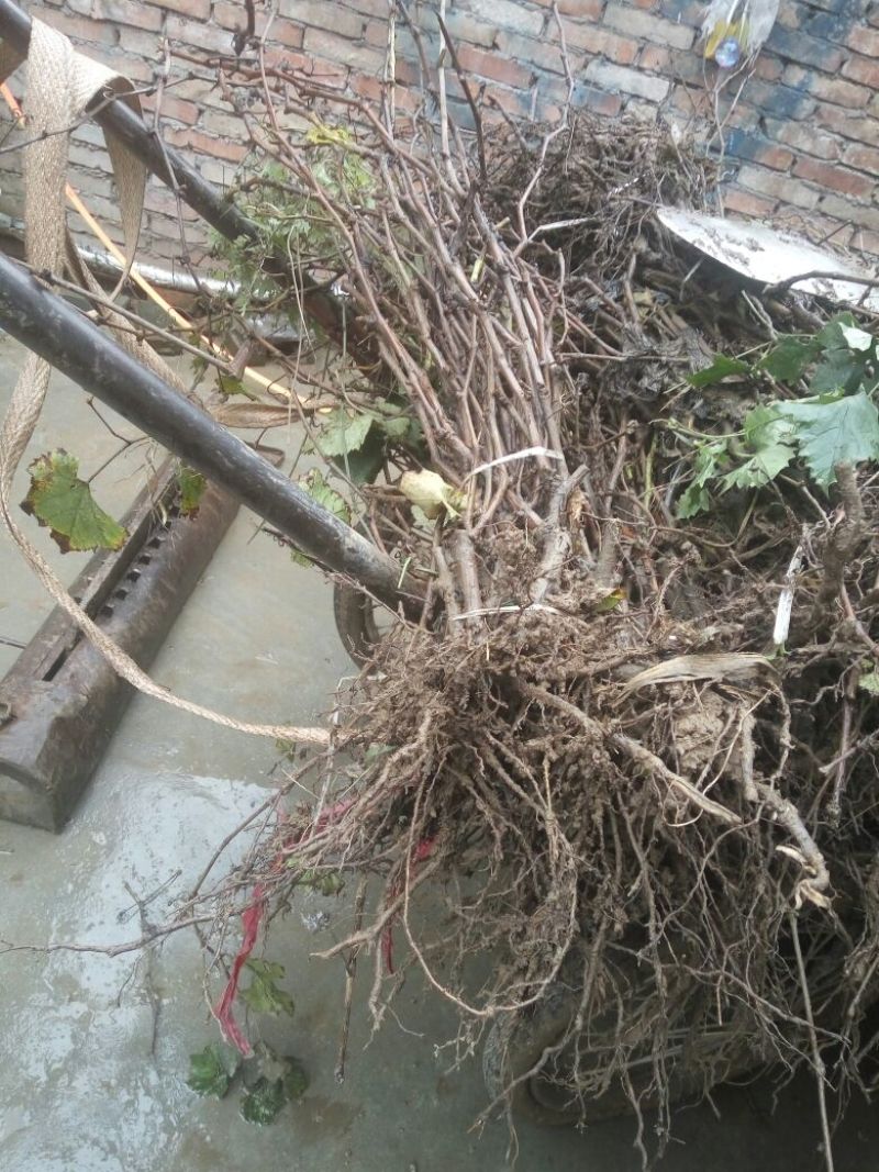 葡萄苗3年110~150cm