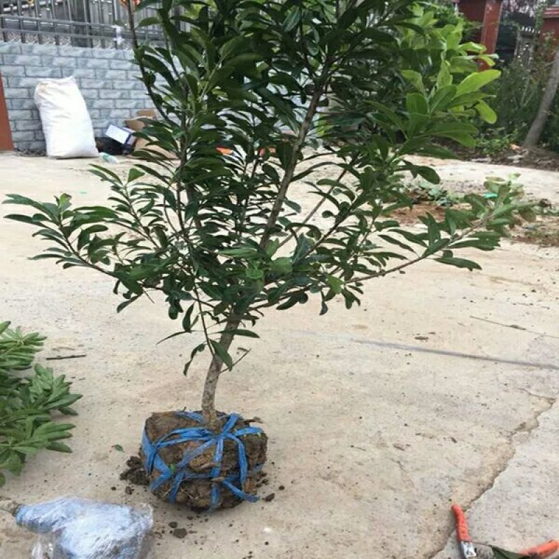 杨梅树苗东魁品种多多假一赔十