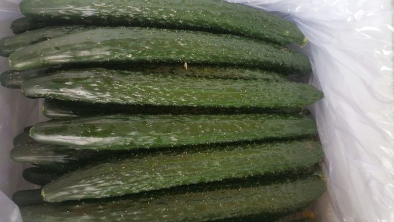 春秋黄瓜25公分以上干花带刺