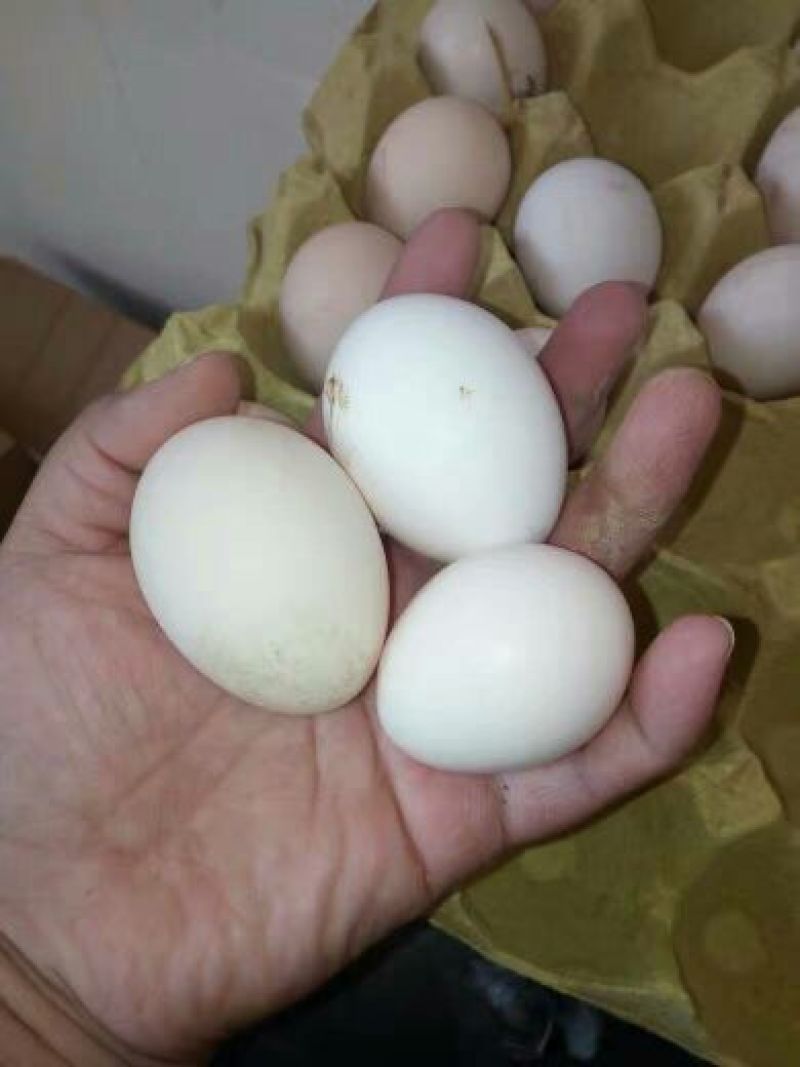 土鸡蛋食用50g以下