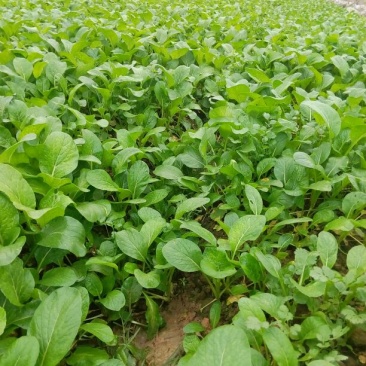 菜苔15~20厘米