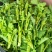 油菜苔10~15厘米