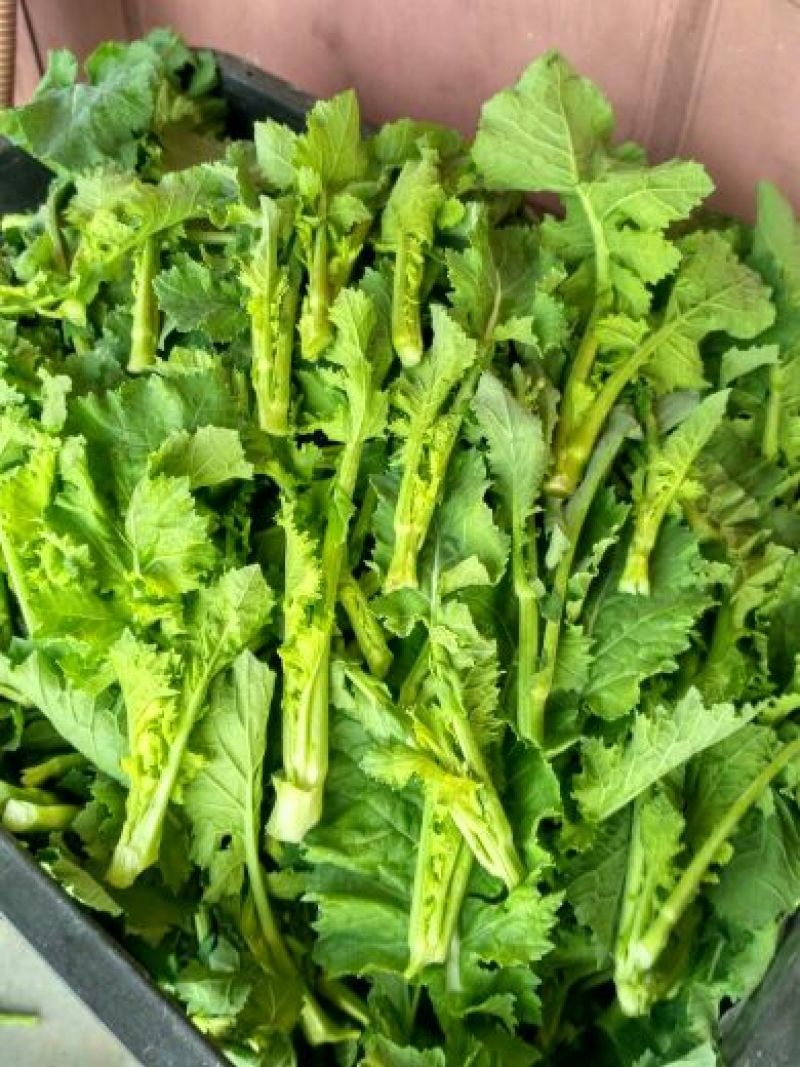 油菜苔10~15厘米
