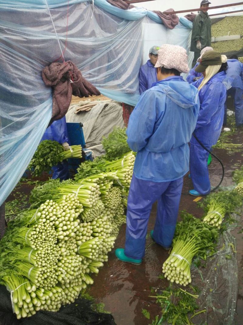 精品芹菜产地直供，实时药检，可提供农检证明，一站服务