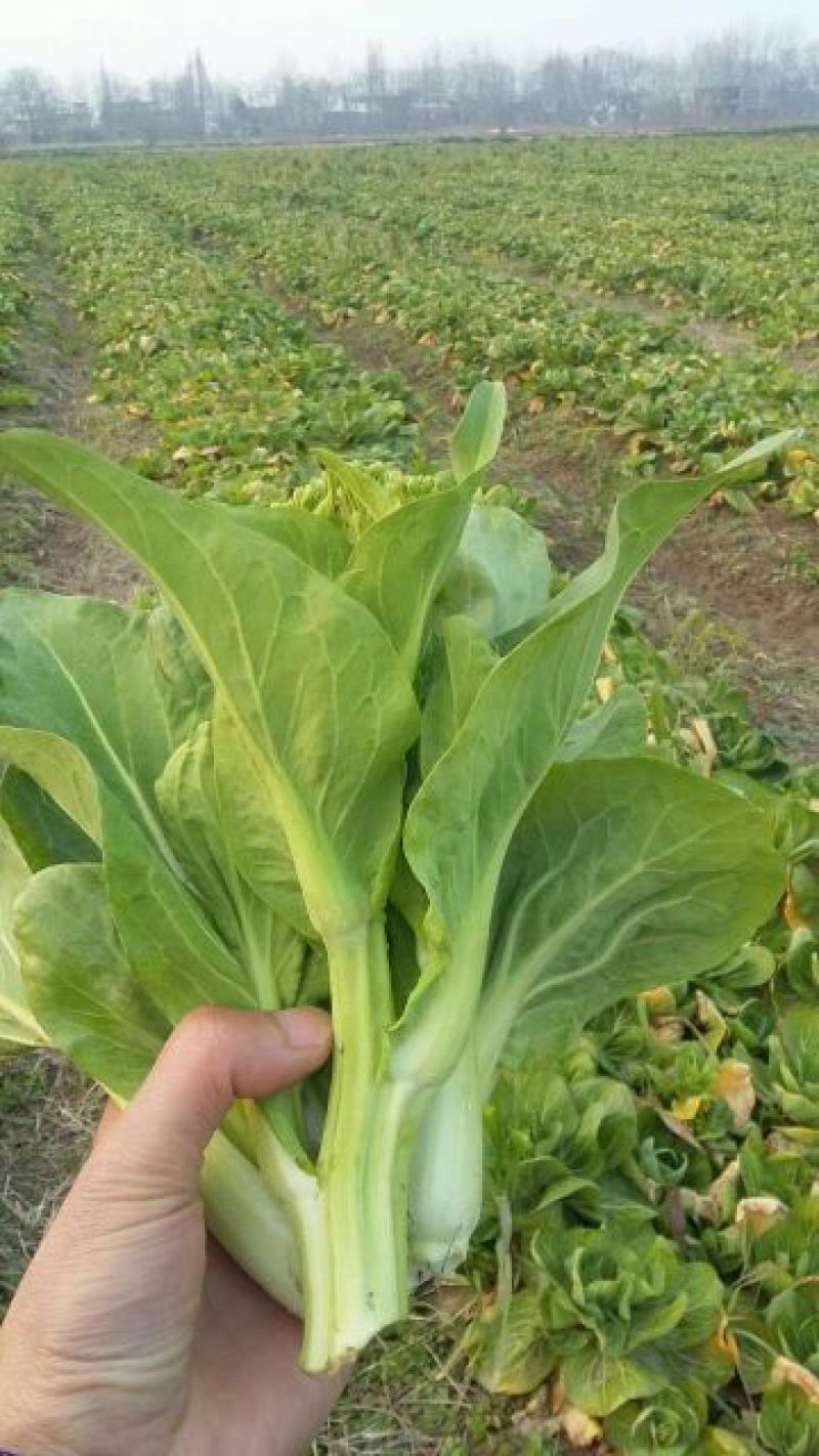 菜苔20~30厘米