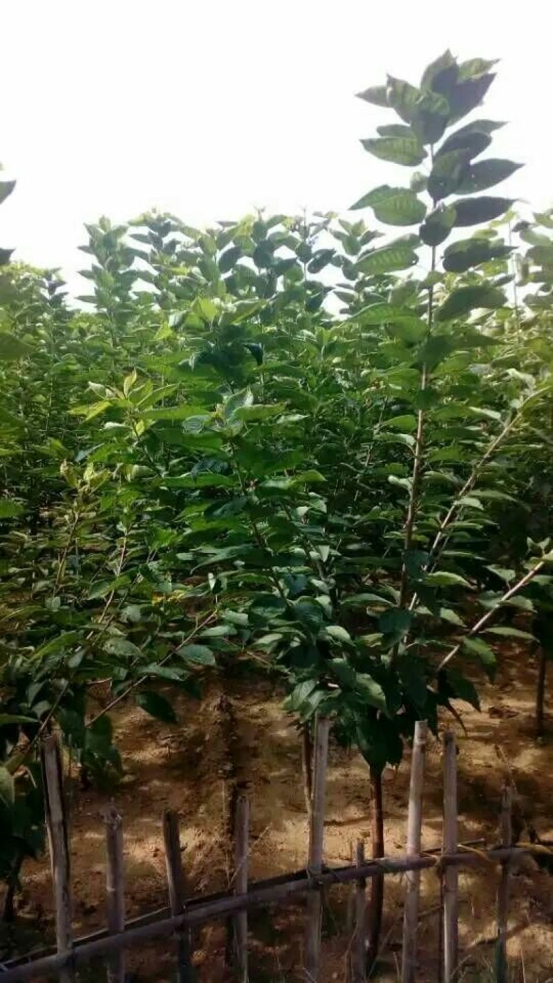 樱桃树苗3年50~80cm