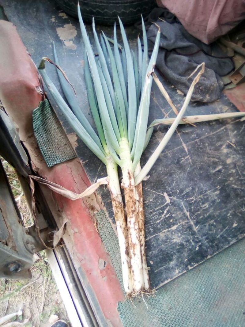 铁杆大葱毛葱2cm左右